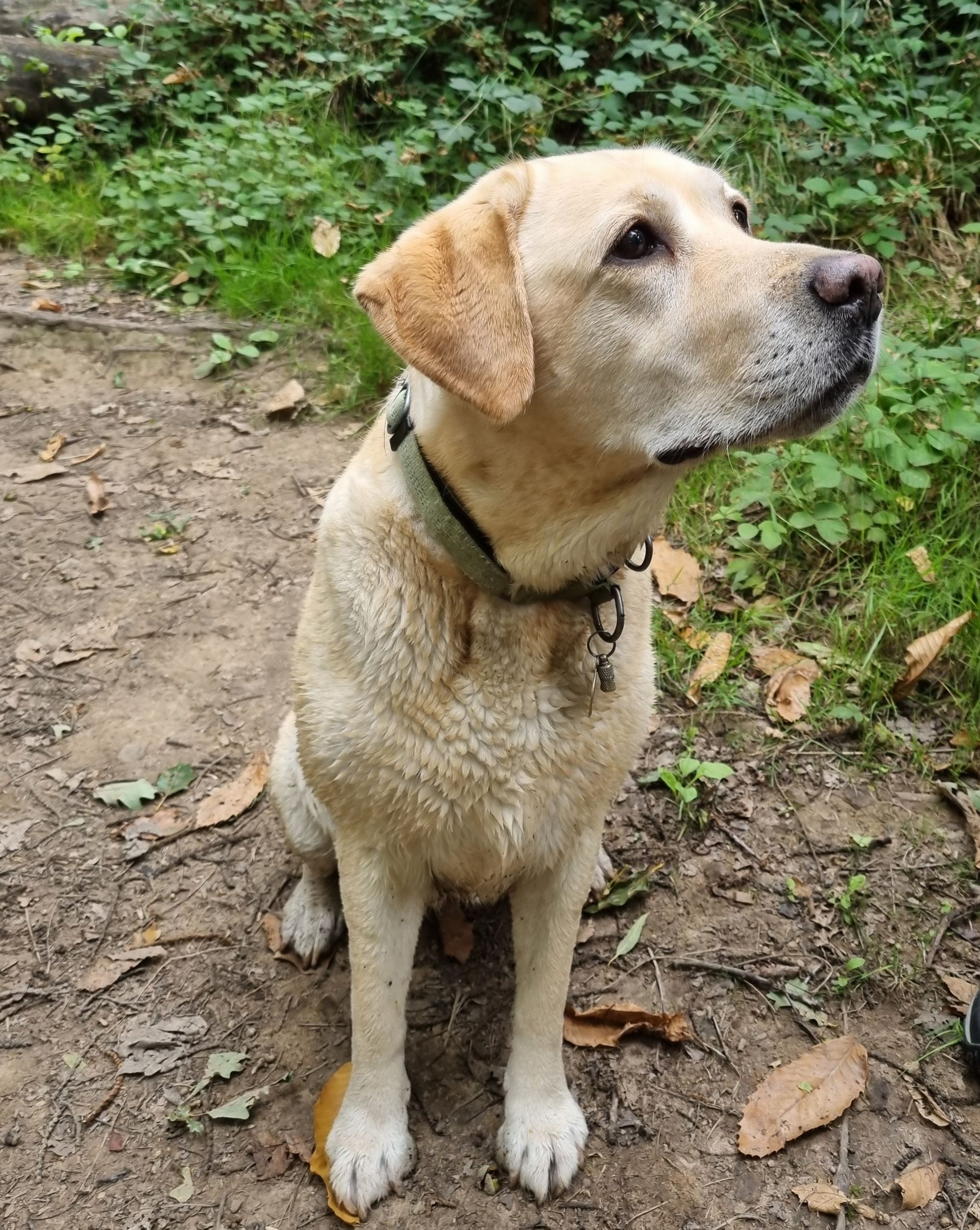 Golden Labrador dog